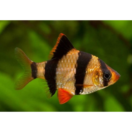 Brzanka sumatrzańska